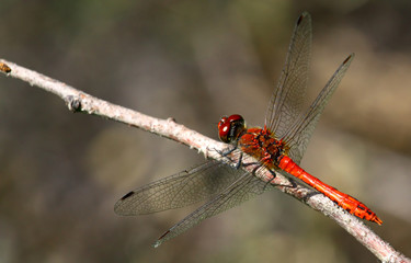 Red dragon fly