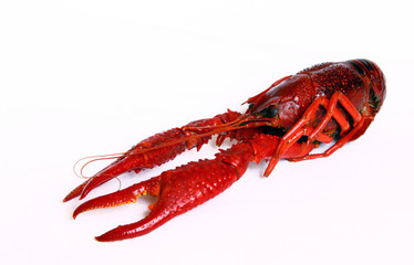 Red crayfish