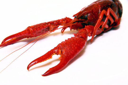 Red crayfish on the white background