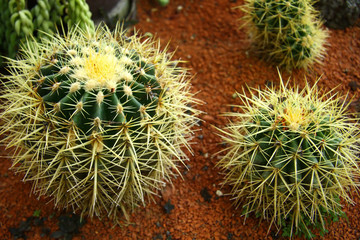 Green cactus