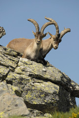 Monteses en las rocas