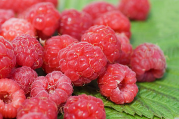 Fresh raspberry