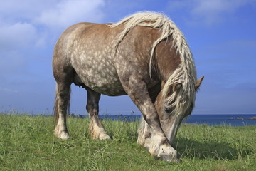 cavallo bretone