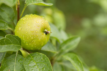 Green apple