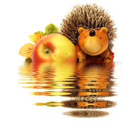 Igel vor dem Wasser