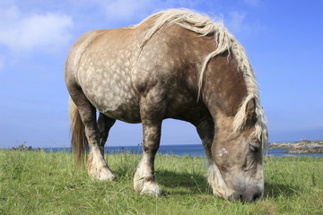 cavallo bretone