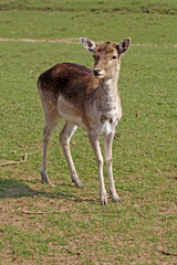 Junges Reh - Roe Deer (Capreolus)