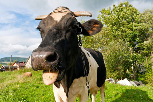 Close up of a funny cow