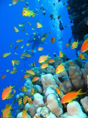 Obraz na płótnie Canvas Rafa koralowa i anthias