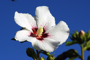 Hibiscus syriacus