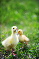 two fluffy chicks