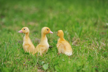 three fluffy chicks