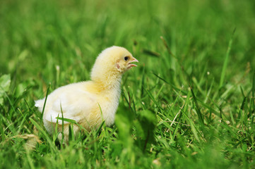 chick  and green grass