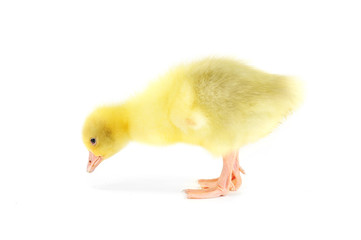 yellow fluffy duckling