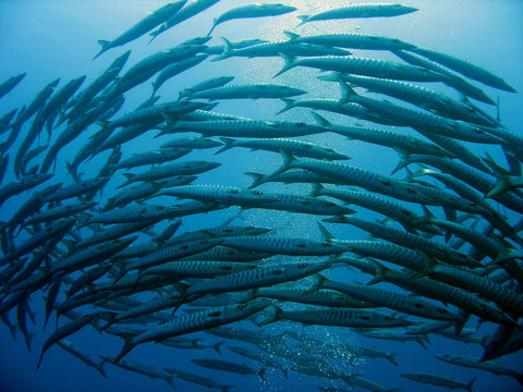 School of barracuda