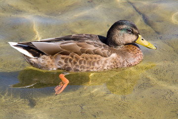 Duck