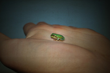 Little green European tree frog on hand