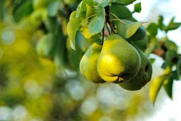 Pears on tree