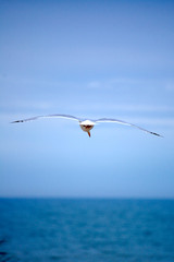 Seagull