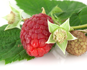 Raspberry