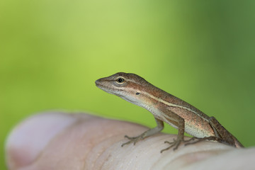 Anolis auratus - (Polychrotidae sauria)