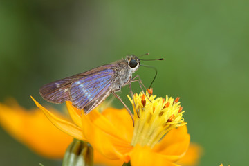 Hylephila phyleus - (Fiery skipper)