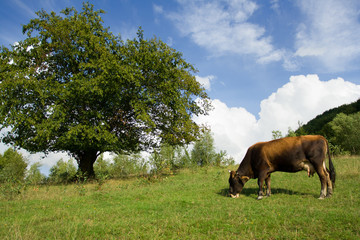 Brown cow grazes on field near tree and sky background
