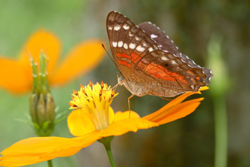 Anartia amathea
