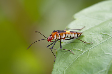 Cimice - (Dysdercus albofasciatus)