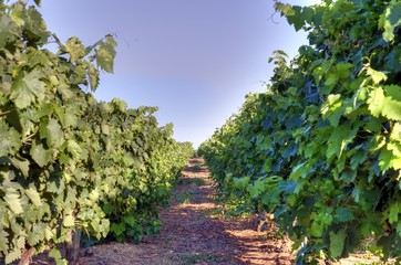 Fototapeta na wymiar HDR de vignes de la région de Cognac