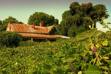 Decaying house amid field of kudzu