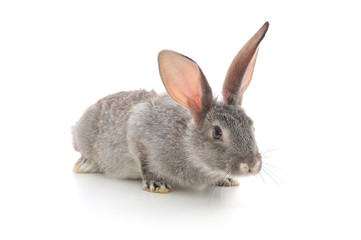 Obraz premium Little Rabbit