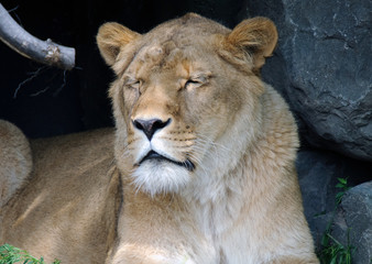 Female Lion