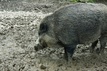 Wildschwein