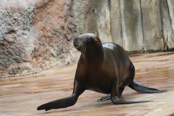 Leon marino corriendo por el suelo.