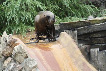 Leon marino listo para saltar por un tobogan.