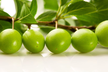 growing green plums isolated on the white