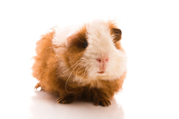baby guinea pig. texel. isolated on the white