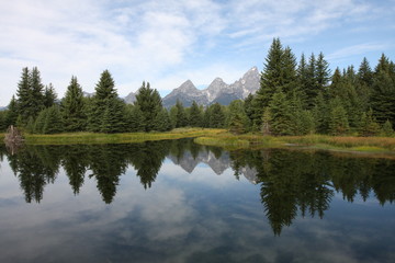 Reflections of pine trees