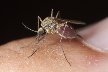Mosquito feeding from human finger.
