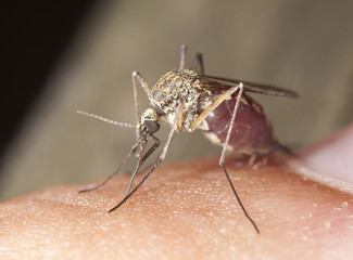 Mosquito feeding from human finger.