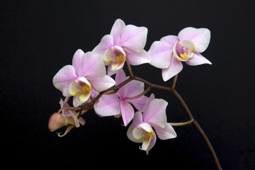 Fototapeta na wymiar A minature orchid spray.