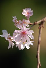 十月桜