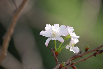 十月桜