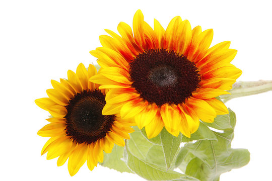 sunflower with leaves