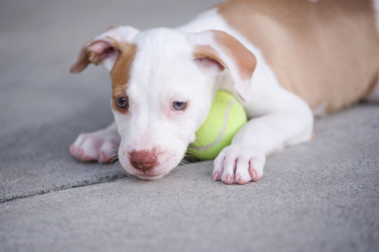 what should i look for in a pitbull puppy