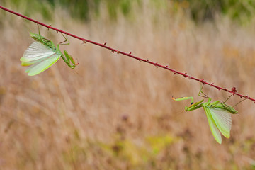 Mantes religieuses
