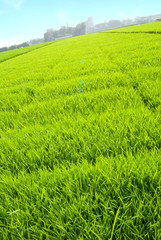 Grassland and city skyline