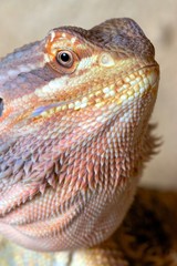 Bearded Dragon