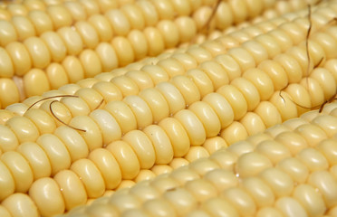Corn Close up